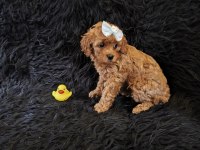 Peluş bir poodle kız