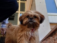 Güzellik sevimli ve bağımlılık abidesi köpeğimiz