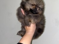 POMERANİAN BOO ERKEK SAFKAN YAVRULAR