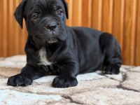 Dev Adayları Cane Corso