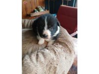 Border collie bebekler için acele edin