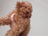 Toy poodle köpeği 4 aylık