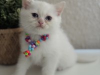 British shorthair pamuk beyazı yavrular