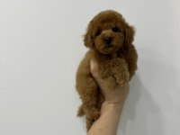 Orjinal Toy Poodle Erkek Yavrumuz Irk Ve Sağlık Garantili