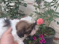 Safkan shih tzu bebekler