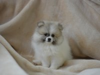 PARTY COLOUR POMERANİAN BOO