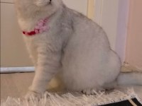 Scottish fold dişi
