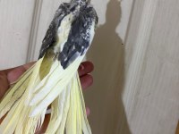 55 GÜNLÜK PİED SULTAN PAPAĞANI BEBEK
