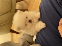 Yavru 1 aylık pomeranian