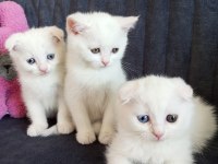 Pofuduk scottish fold white