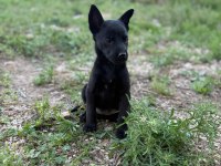 Belçika malinois jet black