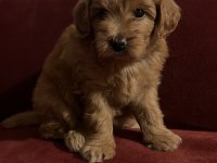 Maltipoo 35 günlük yavrularımız
