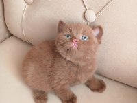 Safkan british shorthair cinnamon ve fawn