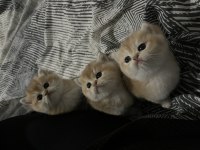 Safkan golden british shorthair