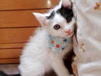 Kediye Acil yuva aranıyor