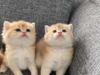 yavru british shorthair kediler