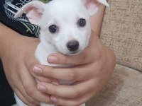2 Aylık Chihuahua yavruları