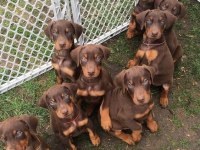 Sağlık Ve Irk Garanti Doberman