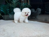 Kore Kar Beyaz Pomeranian Boo Yavrumuz