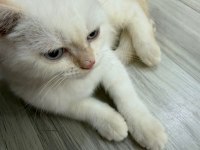 British Shorthair Erkek