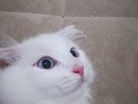 AİLENİZİN YENİ ÜYESİ VAN KEDİ YAVRULARI