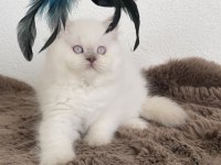 British Longhair Chocolatte Point Dişi