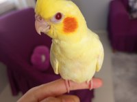 Evcil Sultan Papağanı Yavru