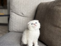 MASMAVİ GÖZLERE SAHİP SCOTTISH FOLD YAVRULARIM 