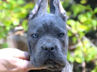 Fcı-Kıf Şecereli Federasyon Kayıtlı Safkan Cane Corso Yavru