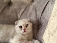 Oyuncu kedilerim 3 aylık scottish fold