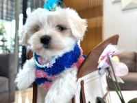 Tatlı Yavru Maltese Köpeklerimizle Tanışın!