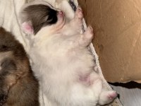 40 günlük bebek köpeklerimize yuva arıyoruz