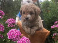 Mükemmel Kalitede Maltipoo Bebeklerimiz