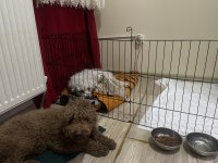 4 ADET MALTİPOO 2 DİŞİ 2 ERKEK 5 GÜNLÜK