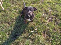 Rus pinscher kırması