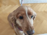 Cocker Kızımıza Yeni Yuvasını Arıyorum