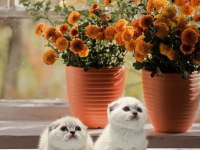SCOTTISH FOLD SILVER YAVRULARIM TESLİME HAZIR
