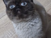 Exotic shorthair chocolate point