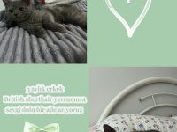 3 aylık erkek british shorthair yavrumuza yuva arıyoruz