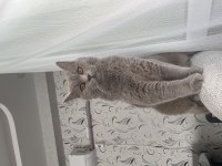 Erkek kısır kedim