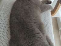 British Shorthair Kedimiz
