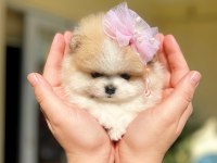 TEACUP MİNİ BOY PARTİCOLOR POMERANİAN PRENSES