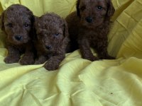 Toy Poodle Yavrularım yeni yuvasına hazır