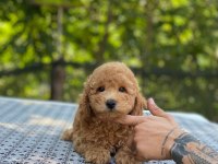 En microsu en özel poodle benim olsun isteyenlere