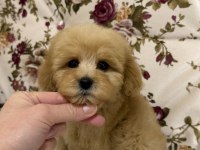 KİLOGRAM GARANTİ MALTIPOO MİNİ BOY