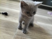 Cok uyguna maviş gözlü british shorthair yavru