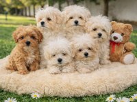 A KALİTE GERÇEK MALTİPOO YAVRULAR
