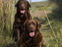 EFSANE LABRADOR RETRİEVER YAVRULARI