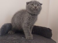 Grı Scottish Fold Dişi Mama Kum Karşılığı