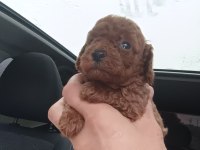 Poodle bebek köpekler